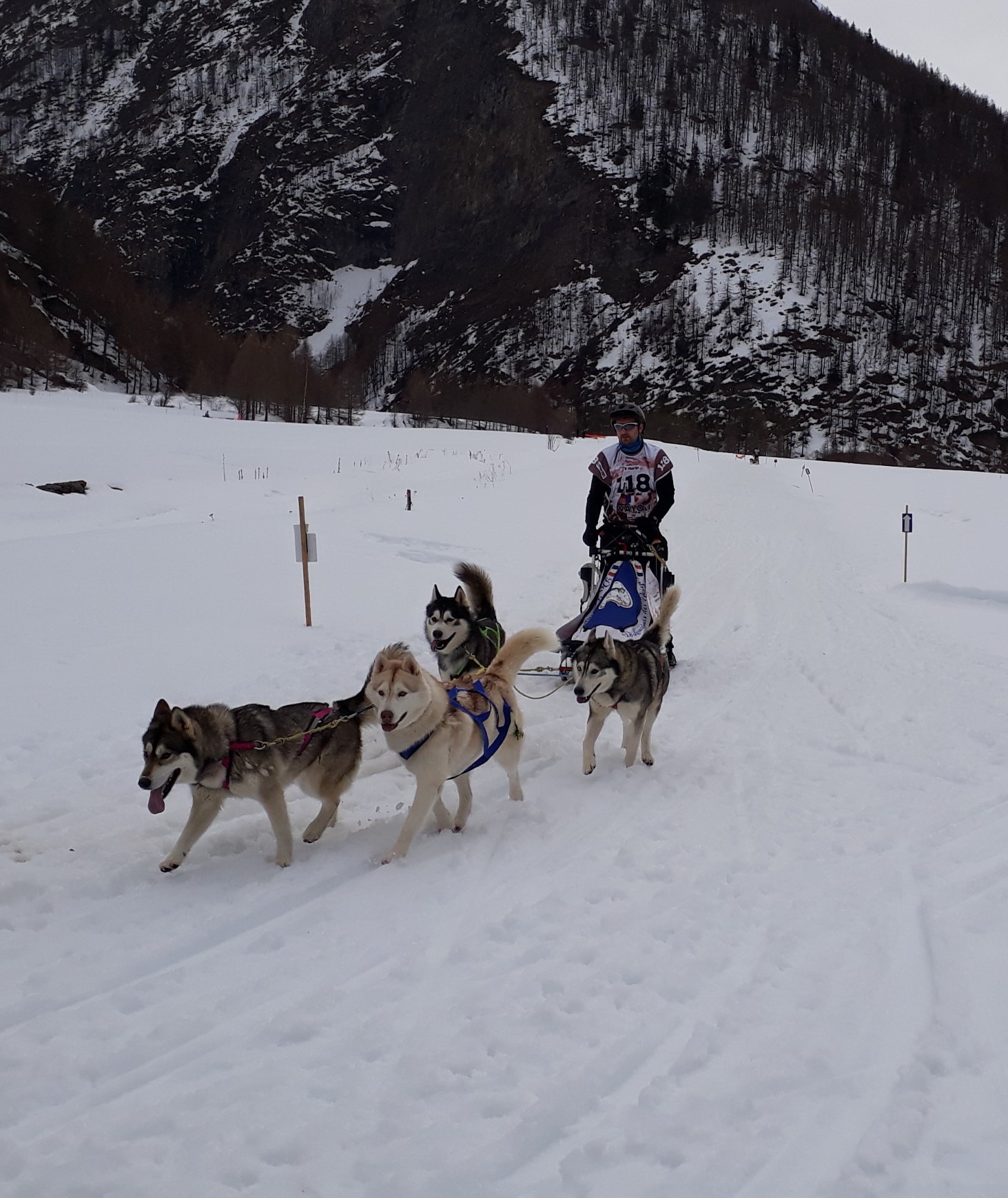 Cours chiens de traineau